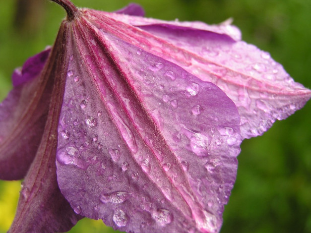 Обои картинки фото цветы