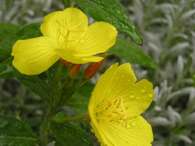 Обои картинки фото цветы