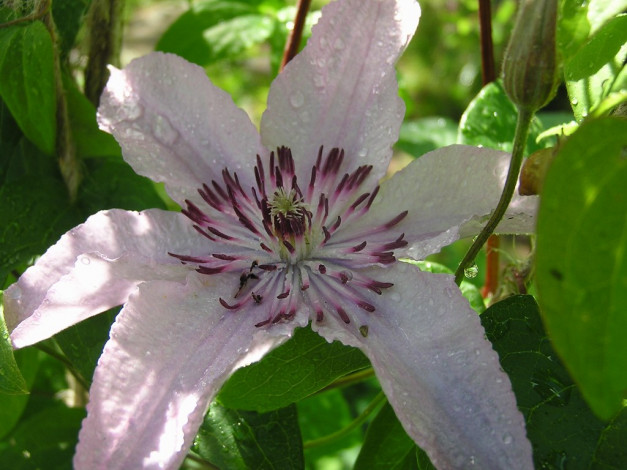 Обои картинки фото цветы, клематис, ломонос