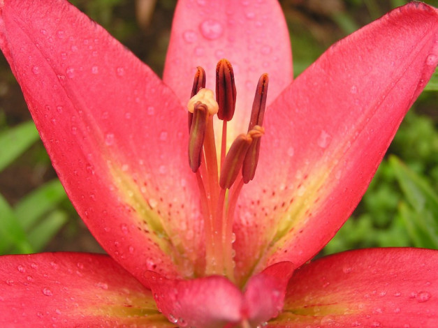 Обои картинки фото цветы, лилии, лилейники