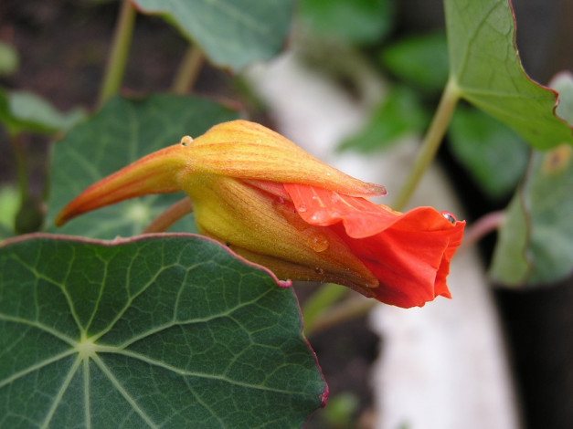 Обои картинки фото цветы, настурции