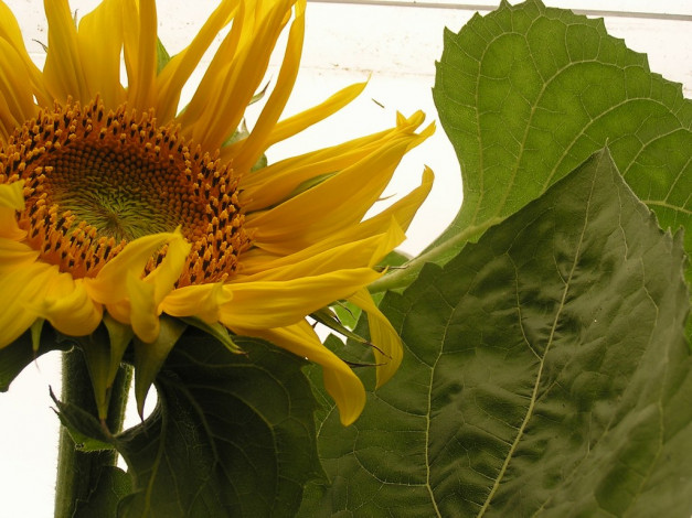 Обои картинки фото цветы, подсолнухи