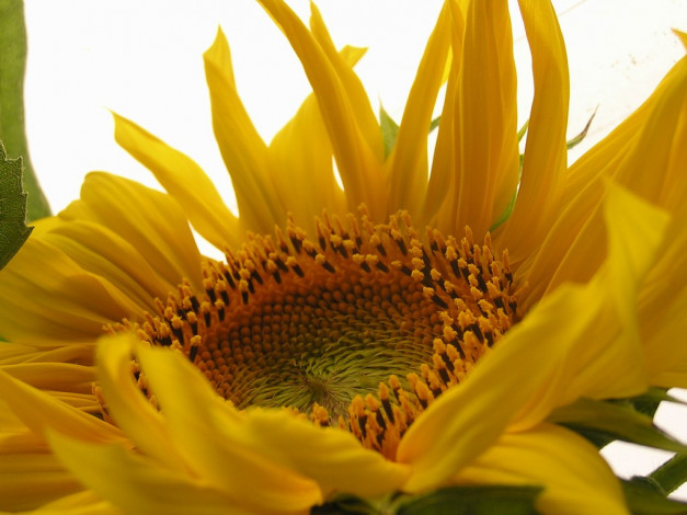 Обои картинки фото цветы, подсолнухи