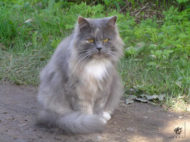 Обои картинки фото животные, коты