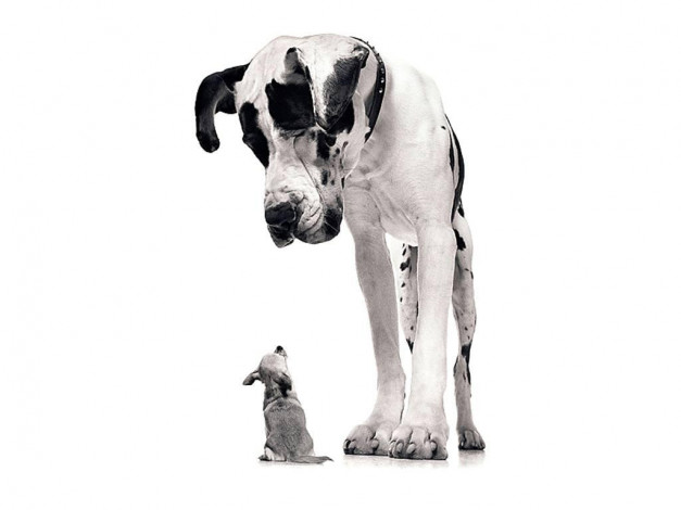 Обои картинки фото животные, собаки