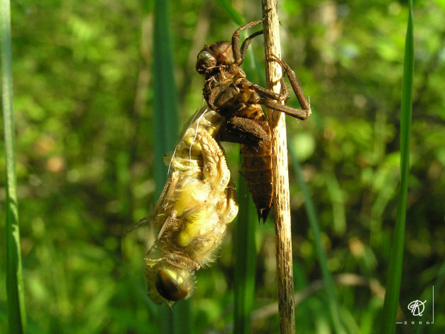 Обои картинки фото животные, стрекозы
