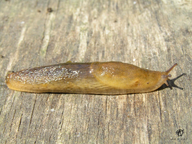 Обои картинки фото животные, улитки