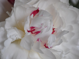 Картинка цветы пионы