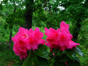 Картинка цветы рододендроны азалии