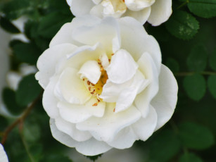 Картинка цветы розы