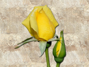 Картинка цветы розы