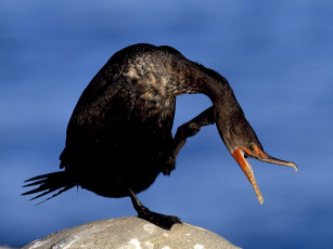 Картинка животные Чайки бакланы крачки