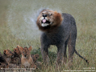 Картинка животные львы