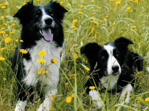 Картинка животные собаки