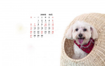 Картинка календари животные