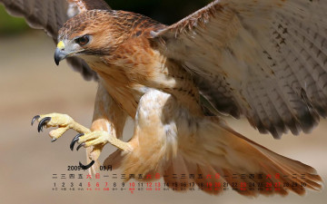 Картинка календари животные