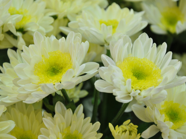 Обои картинки фото цветы, хризантемы