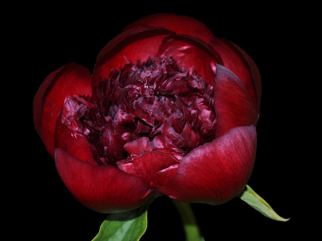 Обои картинки фото цветы, пионы