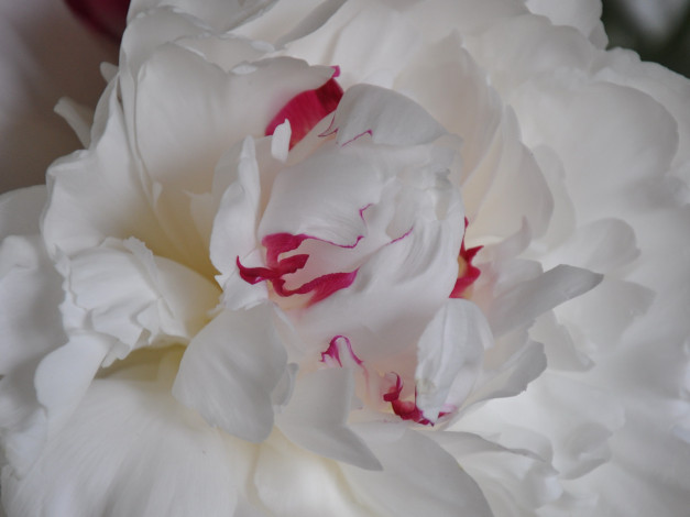 Обои картинки фото цветы, пионы