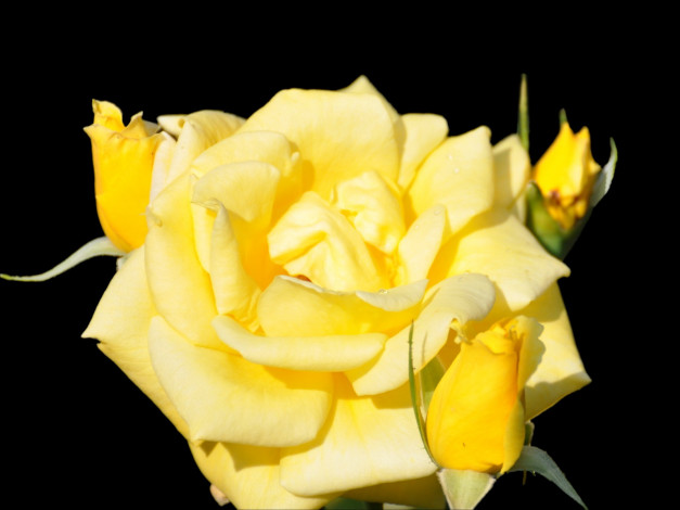 Обои картинки фото цветы, розы