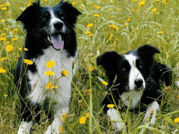 Обои картинки фото животные, собаки