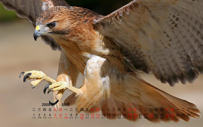 Обои картинки фото календари, животные