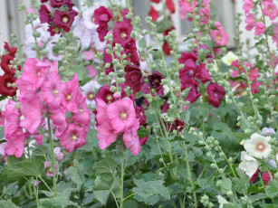 Картинка цветы мальвы