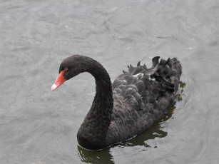 Картинка животные лебеди