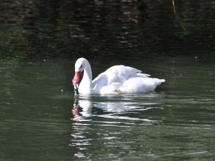 Картинка животные лебеди