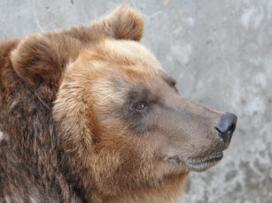 Картинка животные медведи