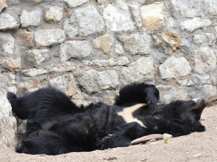 Картинка животные медведи