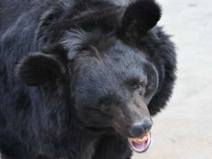 Картинка животные медведи