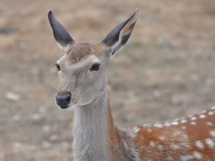 Картинка животные олени
