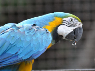 Картинка животные попугаи