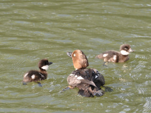 Картинка животные утки