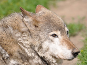 Картинка животные волки