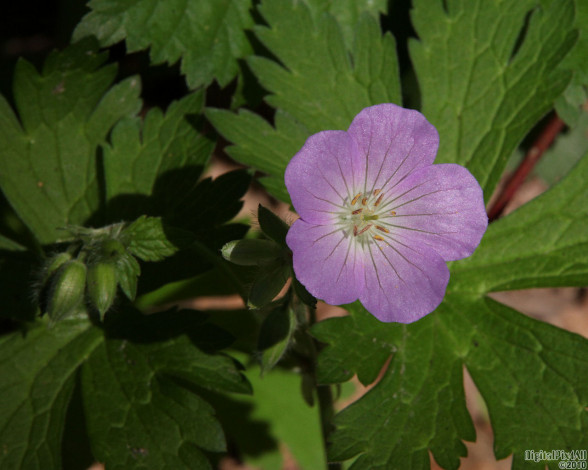 Обои картинки фото цветы, герань