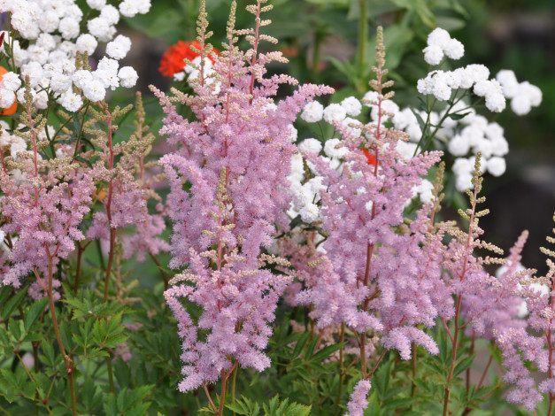 Обои картинки фото цветы, астильбы