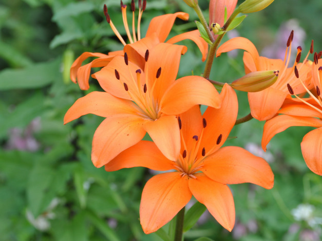 Обои картинки фото цветы, лилии, лилейники