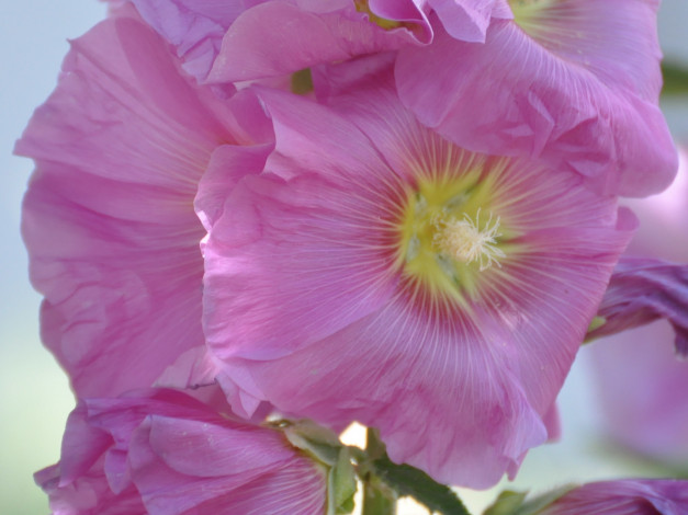 Обои картинки фото цветы, мальвы