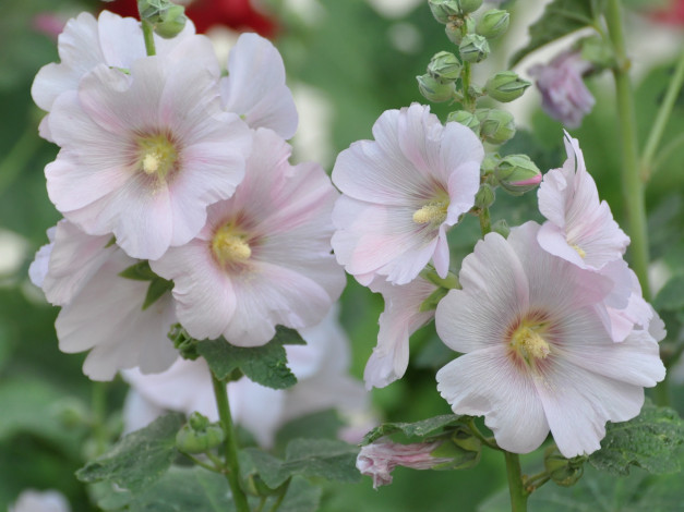 Обои картинки фото цветы, мальвы