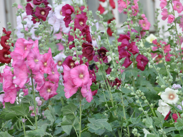 Обои картинки фото цветы, мальвы