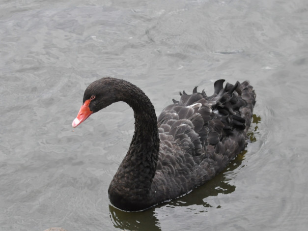 Обои картинки фото животные, лебеди