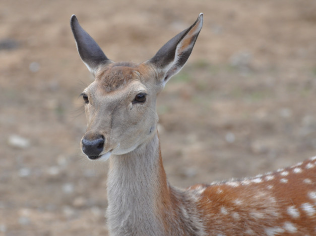 Обои картинки фото животные, олени