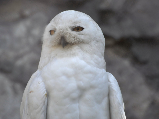 Обои картинки фото животные, совы