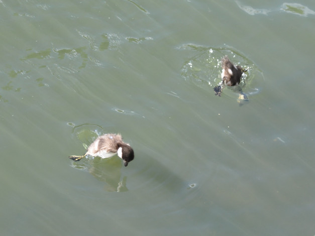 Обои картинки фото животные, утки