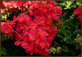 Картинка цветы герань красные бутоны лепестки