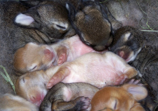 Картинка животные кролики зайцы слепые много малыши