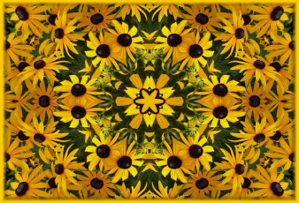 Картинка цветы рудбекия жёлтый лепестки фрактал