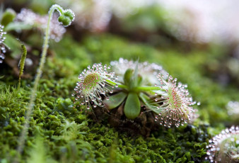 Картинка росянка цветы хищник роса